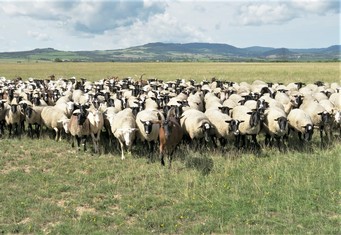 Když se na vás žene  téměř čtyřsethlavé stádo ovcí (350) a koz (30)...