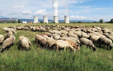 Pasoucí se stádo ovcí a koz s pohledem na Elektrárnu Tušimice.