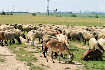 Pasoucí se stádo ovcí a koz s pohledem na rozvodnu ČEPS v Hradci u Kadaně.