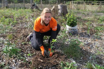 Stejná parta a lokalita jako vloni, jen jiná oplocenka a opět nová výsadba buků; tak by se dala stručně charakterizovat aktivita devíti energetiků ze Skupiny ČEZ s výkonem práce v Plzni a Příbrami. Nové stromy sázeli opět na Domažlicku v lokalitě Babylon na hranici CHKO Český les.