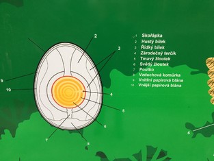 Detail ptačího vejce