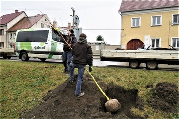 O výsadbu nové zeleně, na kterou obec Křešice získala grant Nadace ČEZ, se postarala odborná zahradnická firma.