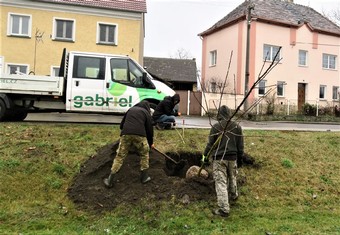 O výsadbu nové zeleně, na kterou obec Křešice získala grant Nadace ČEZ, se postarala odborná zahradnická firma.