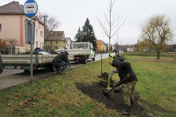 O výsadbu nové zeleně, na kterou obec Křešice získala grant Nadace ČEZ, se postarala odborná zahradnická firma.