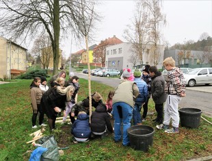 Žáci z 3. B ze ZŠ Habartov pomáhají odstranit větší kameny z čerstvě nahrnuté zeminy kolem prvního zasazeného stromu.