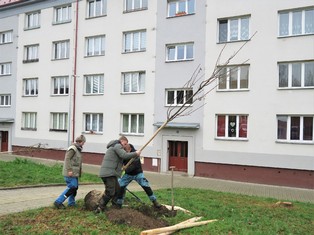 Výsadbu nové zeleně svěřilo město do rukou specializované zahradnické firmě z nedalekých Citic.


