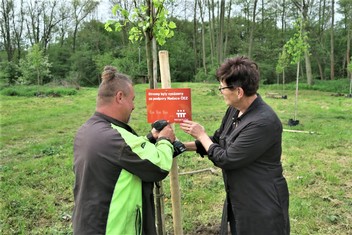 Také druhá polovina lipového háje bude označena cedulkou, že na výsadbu obci přispěla Nadace ČEZ. Zaměstnanci zahradnické firmy KU-KU při jejím umisťování asistovala starostka Irena Kumprichtová. 