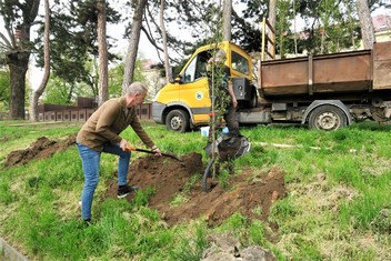 Na výsadbu nových habrů se přišel podívat i starosta Kadaně Jan Losenický. Neváhal se přitom chopit lopaty a jeden z již ukotvených stromů zahrnout zeminou.