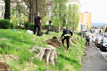 Výsadby dvaceti pyramidálních habrů se ujala místní odborná zahradnická firma Jaroslava Kučery. 
 
