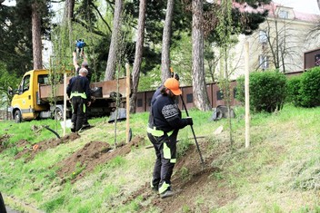 Výsadby dvaceti pyramidálních habrů se ujala místní odborná zahradnická firma Jaroslava Kučery. 
 
