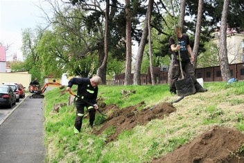 Výsadby dvaceti pyramidálních habrů se ujala místní odborná zahradnická firma Jaroslava Kučery. 
 
