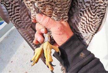 Detail ruky ornitologa V. Berana je důkazem, že sokolím samicím se do konverzace s ním moc nechce
