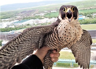 Sokolici z Elektrárny Tušimice se moc nelíbilo, že ji ornitolog Beran odchytil a posléze i okroužkoval.