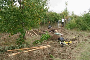 Do druhé etapy vstoupila v obci Sibřina (19 km východně od centra Prahy) výsadba zeleně podél pěších cest v lokalitě Na Hrázi. Stalo se tak v sobotu 14. října, přičemž výsadby dvanácti různých vzrostlých listnáčů a 44 keřů se bez ohledu na deštivé počasí ujaly hlavně rodiny s dětmi. Stejně jako v případě první etapy i na ni navazující druhou, získala obec na realizaci další části biokoridoru finanční prostředky od Nadace ČEZ v rámci grantu Stromy, a to v požadované výši 70 060 korun.