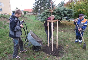 Zaměstnanci obce Koštice během výsadby nové zeleně.