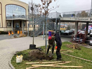 O výsadbu nových dubů a javorů se v areálu Techmania postarali zaměstnanci z odborné zahradnické firmy. 

