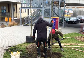 O výsadbu nových dubů a javorů se v areálu Techmania postarali zaměstnanci z odborné zahradnické firmy. 

