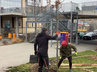 O výsadbu nových dubů a javorů se v areálu Techmania postarali zaměstnanci z odborné zahradnické firmy. 

