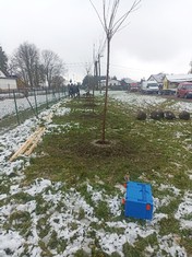 Prosincová výsadba patnácti okrasných třešní v Kamenném Újezdu proběhla za poněkud jiného počasí než jejich křest na Nový rok.
