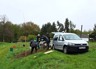 Výsadba nové zeleně v Kralovicích u bývalého koupaliště, celkem 10 lip srdčitých.