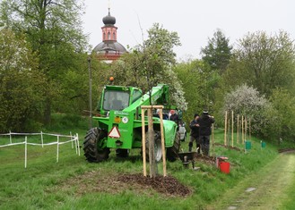 Výsadba nové zeleně v Kralovicích u bývalého koupaliště, celkem 10 lip srdčitých.