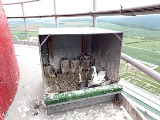 Sokolí_čtyřčata_David_Lukáš_Radka_Romana_JE Dukovany_2024