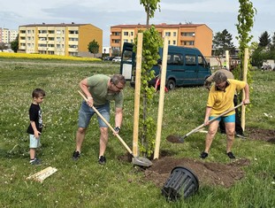 Starosta Žatce Radim Laibl přišel sázet se svým synem Matějem a maminkou, tedy Matějovo babičkou. Výsadba 22 buků lesních byla totiž pojata jako třígenerační.