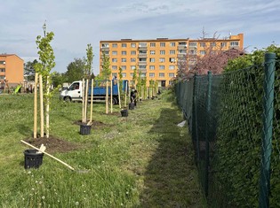 Exkluzivní kultivar domácího buku lesního (Fagus sylvatica 'Dawyck Gold'), je známý a oblíbený zejména pro své žluté a zlatavé listy, které získávají intenzivní zlatý nádech hlavně na jaře a na podzim. V meziobdobí zezelenají. Mají oválný až vejčitý tvar o délce 4 - 9 cm. Kultivar má štíhlou vystoupavou korunu dorůstající do výšky až 15 metrů. Dvaadvacet těchto stromů nyní zakořeňuje v žatecké ulici Jaroslava Vrchlického.