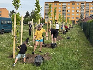 Exkluzivní kultivar domácího buku lesního (Fagus sylvatica 'Dawyck Gold'), je známý a oblíbený zejména pro své žluté a zlatavé listy, které získávají intenzivní zlatý nádech hlavně na jaře a na podzim. V meziobdobí zezelenají. Mají oválný až vejčitý tvar o délce 4 - 9 cm. Kultivar má štíhlou vystoupavou korunu dorůstající do výšky až 15 metrů. Dvaadvacet těchto stromů nyní zakořeňuje v žatecké ulici Jaroslava Vrchlického.