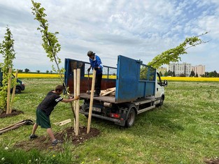 Exkluzivní kultivar domácího buku lesního (Fagus sylvatica 'Dawyck Gold'), je známý a oblíbený zejména pro své žluté a zlatavé listy, které získávají intenzivní zlatý nádech hlavně na jaře a na podzim. V meziobdobí zezelenají. Mají oválný až vejčitý tvar o délce 4 - 9 cm. Kultivar má štíhlou vystoupavou korunu dorůstající do výšky až 15 metrů. Dvaadvacet těchto stromů nyní zakořeňuje v žatecké ulici Jaroslava Vrchlického.